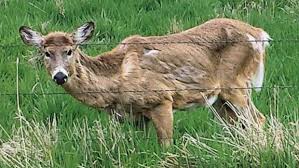 A deer portraying symptoms of CWD. The disease also affects elk, mule deer, white-tailed deer, black-tailed deer and moose.