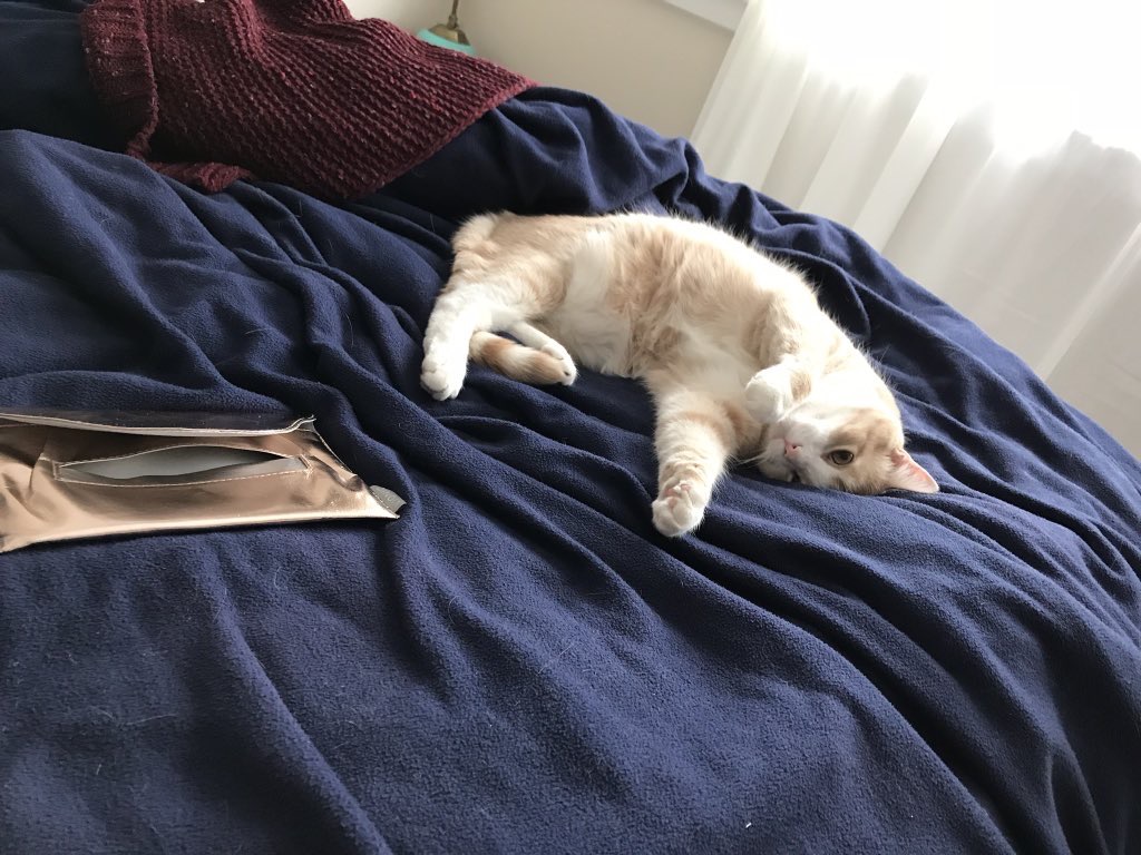 Cutest Pet Contest Photo Gallery