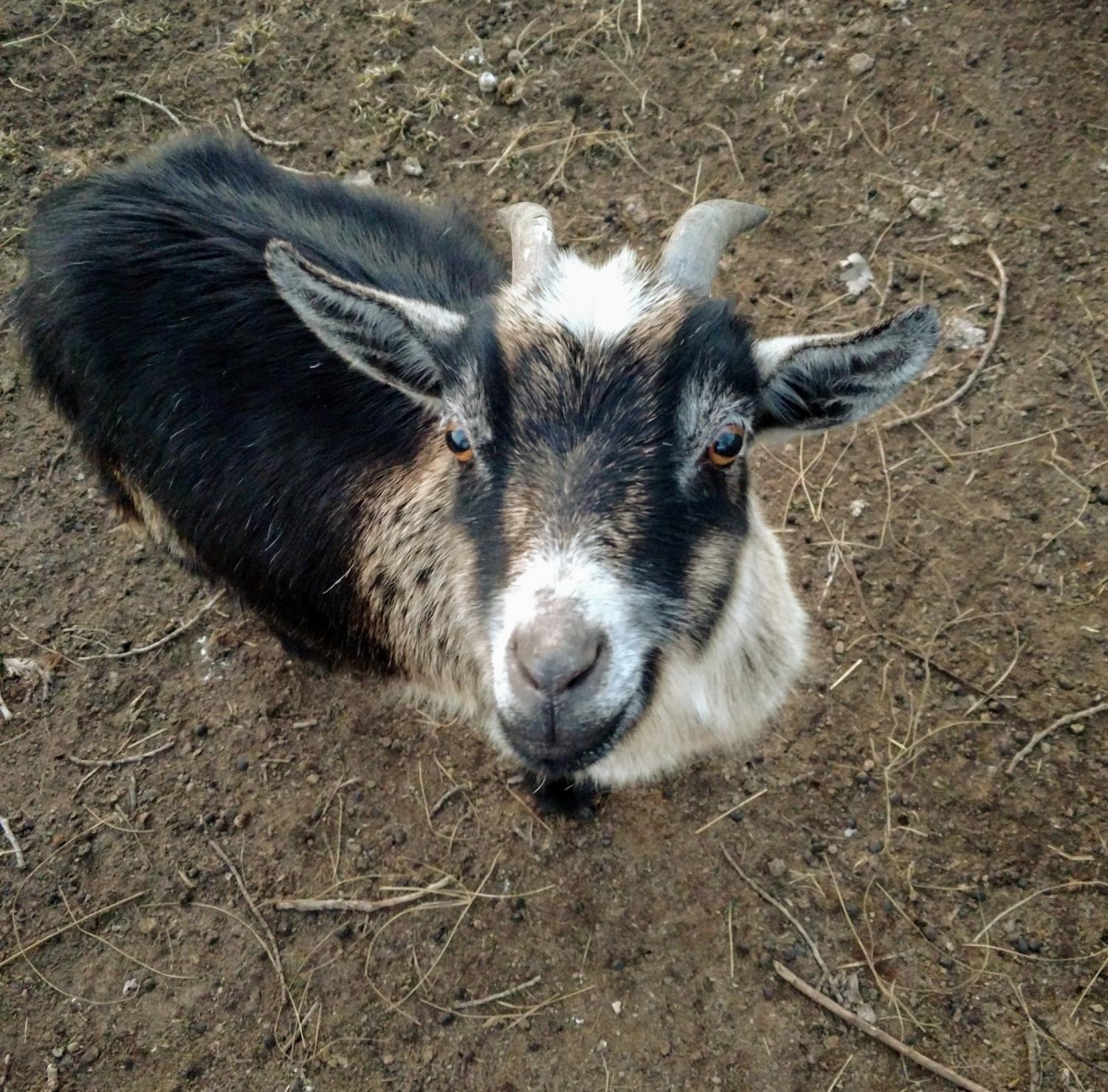 Cutest Pet Contest Photo Gallery