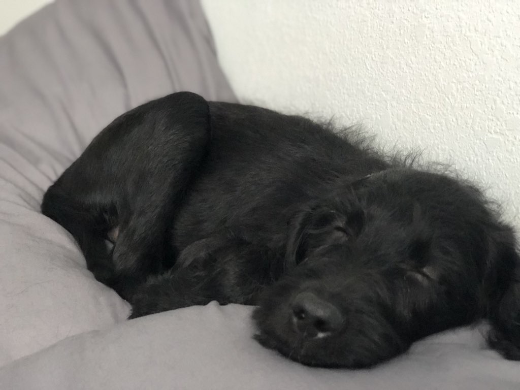 Cutest Pet Contest Photo Gallery