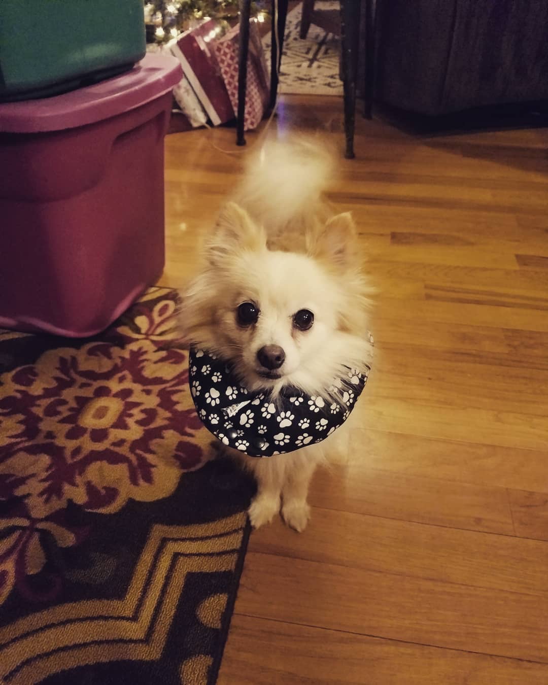 Cutest Pet Contest Photo Gallery