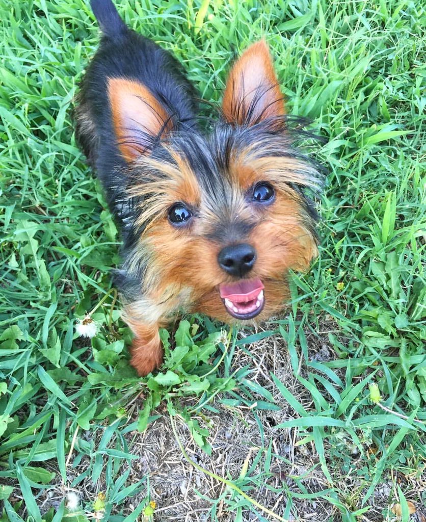 Cutest Pet Contest Photo Gallery