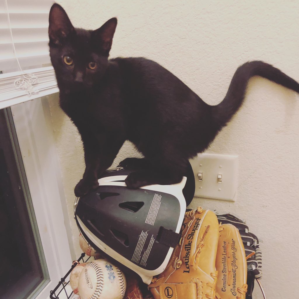 Cutest Pet Contest Photo Gallery