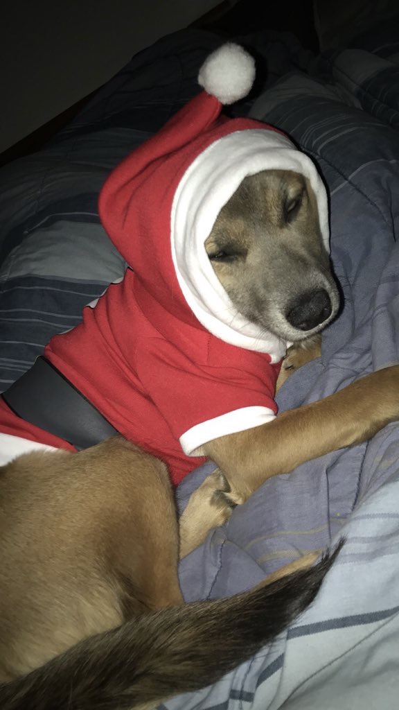 Cutest Pet Contest Photo Gallery