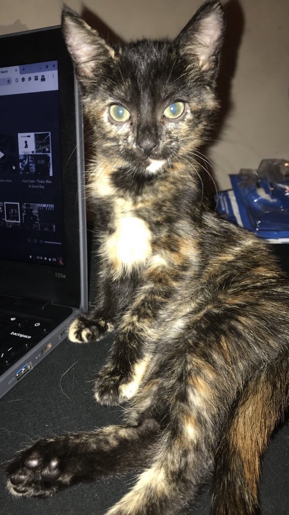 Cutest Pet Contest Photo Gallery