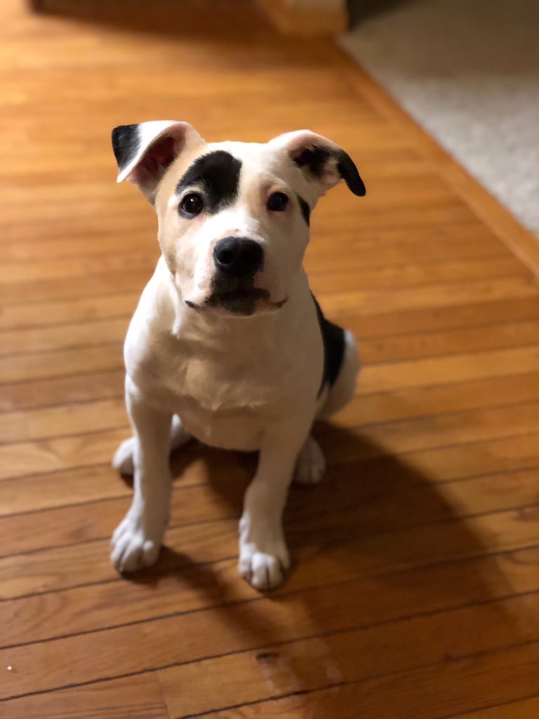 Cutest Pet Contest Photo Gallery
