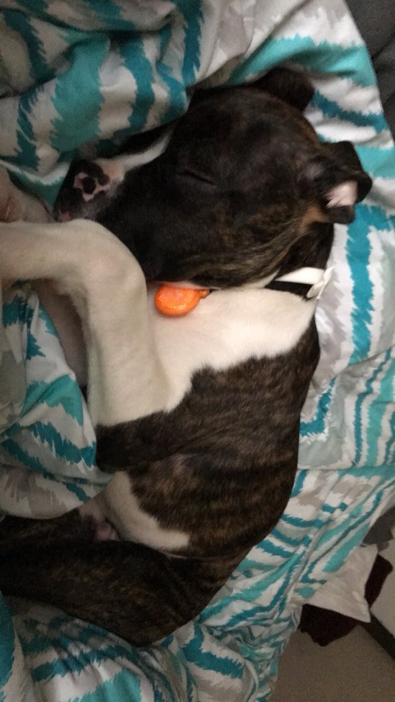 Cutest Pet Contest Photo Gallery