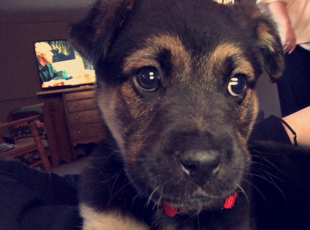 Cutest Pet Contest Photo Gallery