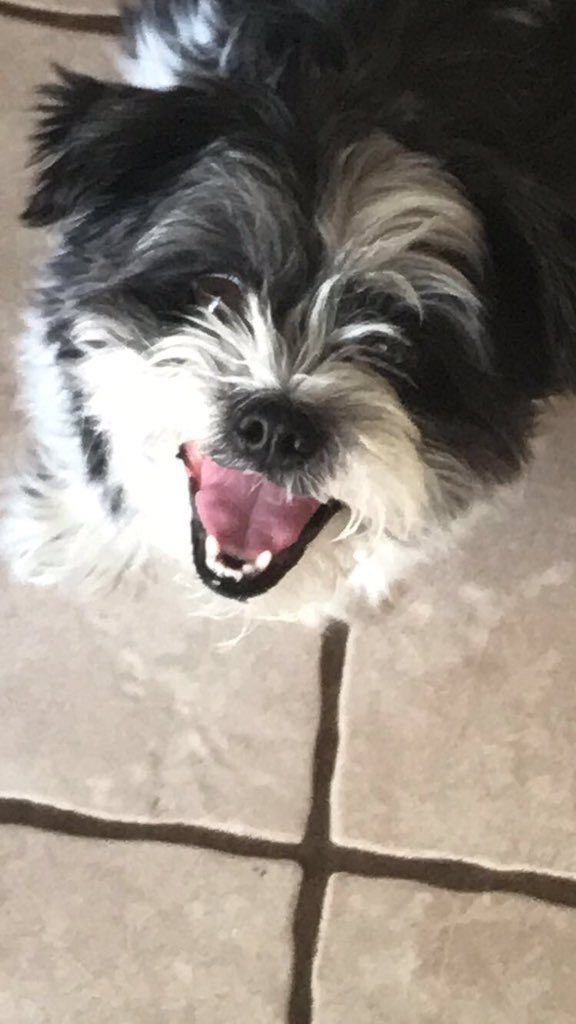 Cutest Pet Contest Photo Gallery
