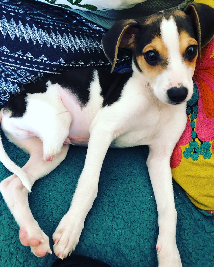 Cutest Pet Contest Photo Gallery