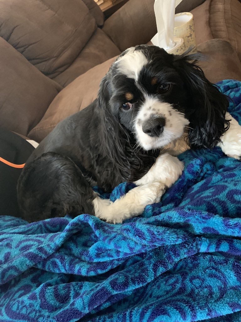 Cutest Pet Contest Photo Gallery