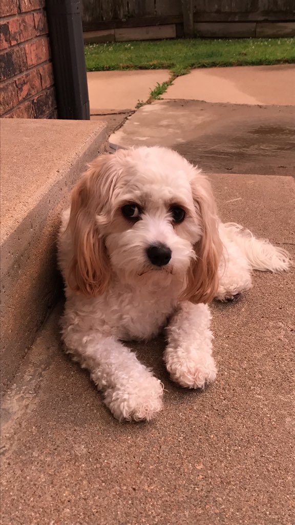Cutest Pet Contest Photo Gallery