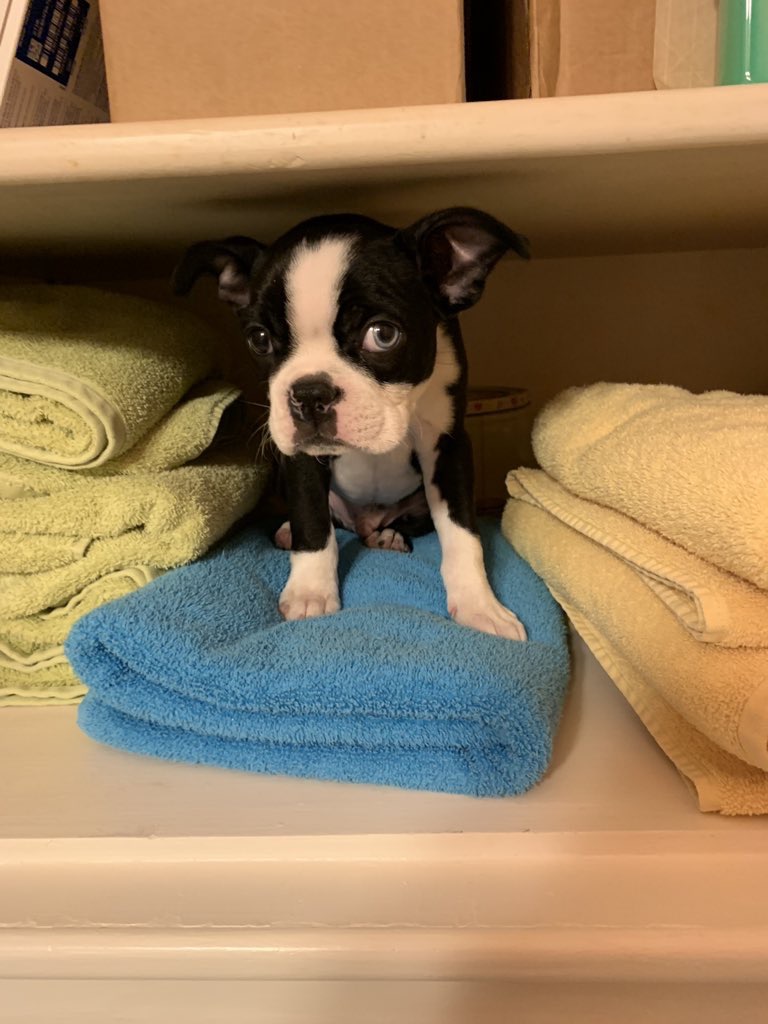 Cutest Pet Contest Photo Gallery