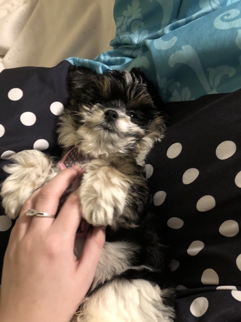 Cutest Pet Contest Photo Gallery