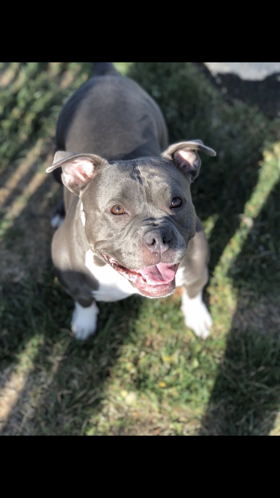 Cutest Pet Contest Photo Gallery