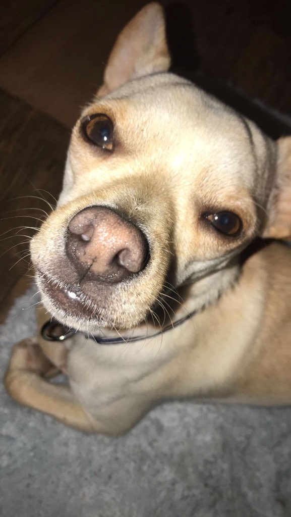 Cutest Pet Contest Photo Gallery
