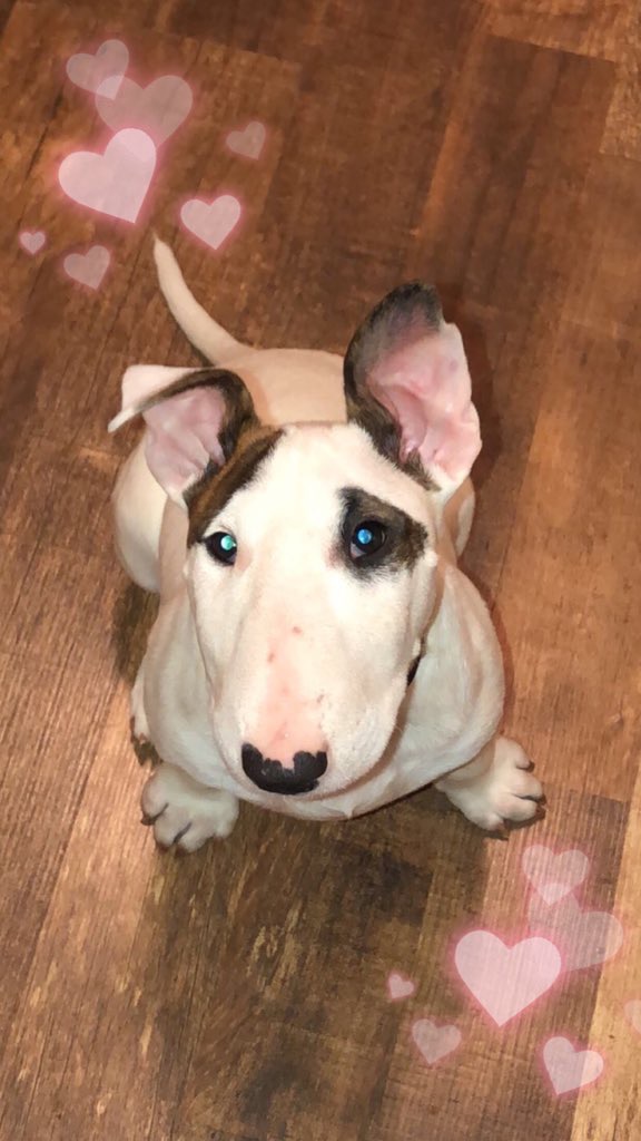 Cutest Pet Contest Photo Gallery