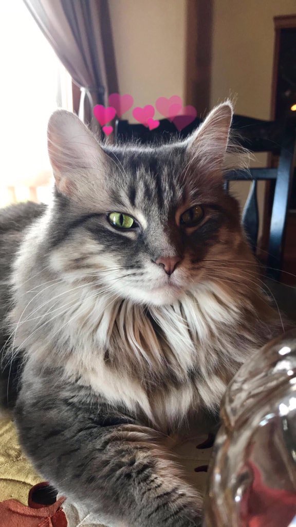 Cutest Pet Contest Photo Gallery
