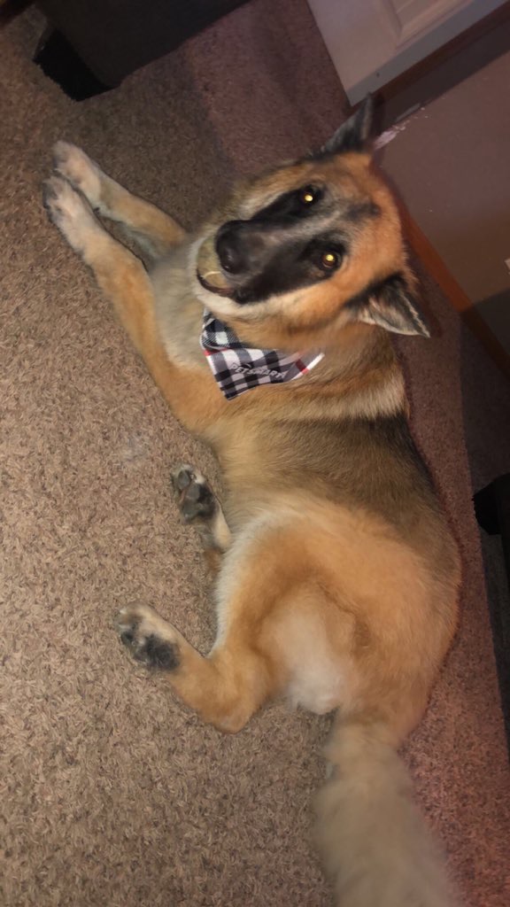 Cutest Pet Contest Photo Gallery