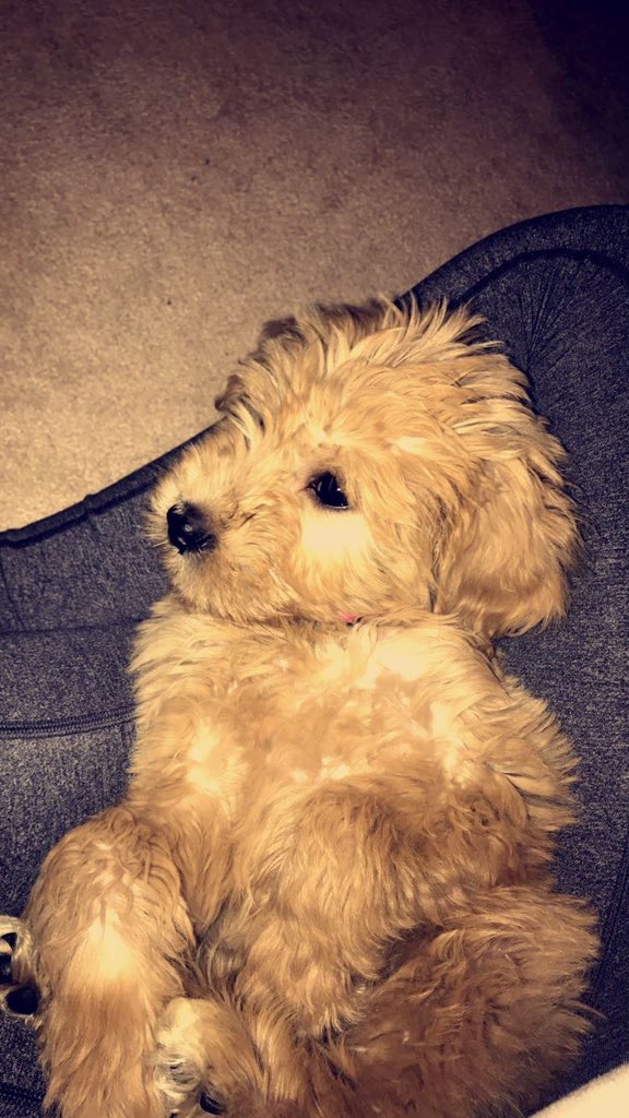 Cutest Pet Contest Photo Gallery