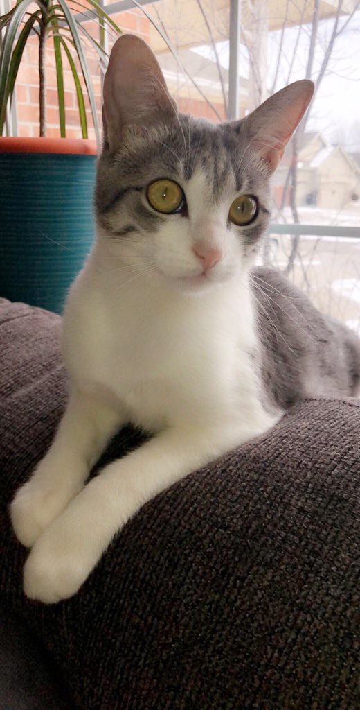Cutest Pet Contest Photo Gallery