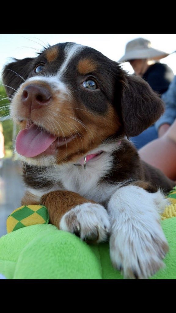 Cutest Pet Contest Photo Gallery