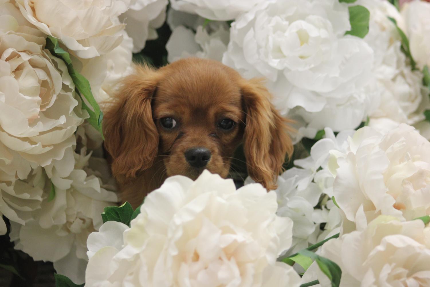 Cutest Pet Contest Photo Gallery