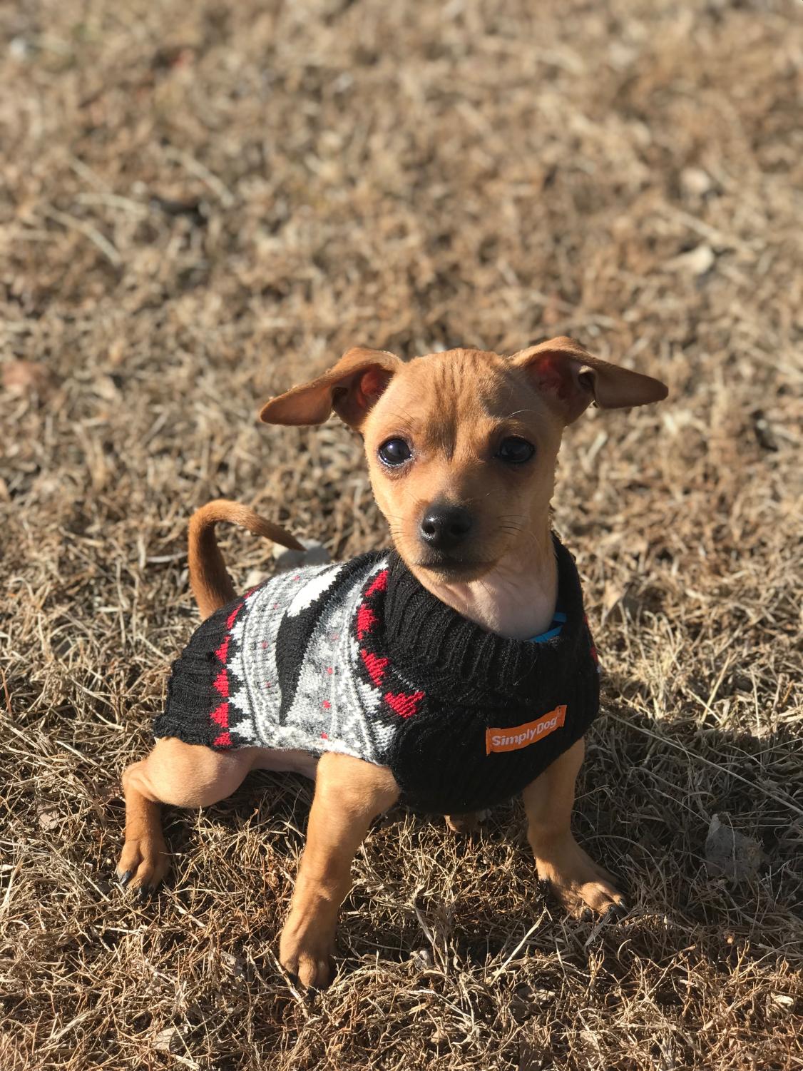 Cutest Pet Contest Photo Gallery