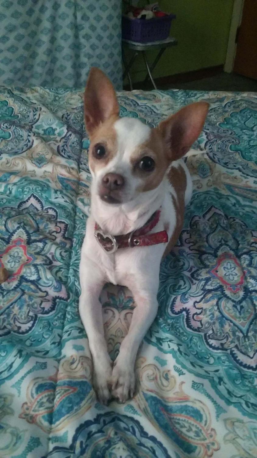 Cutest Pet Contest Photo Gallery