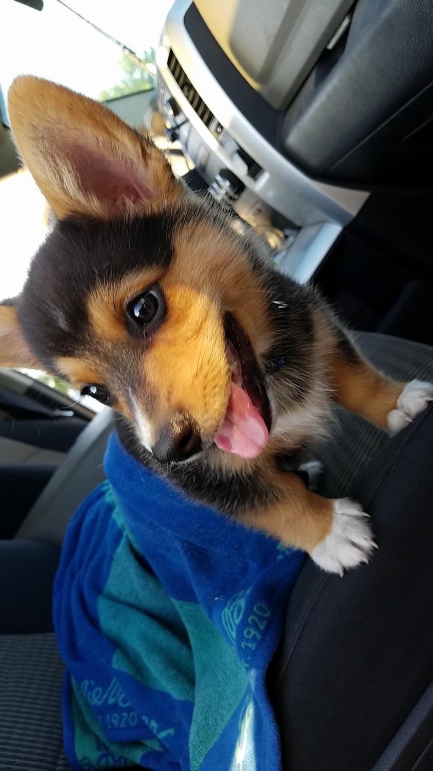 Cutest Pet Contest Photo Gallery