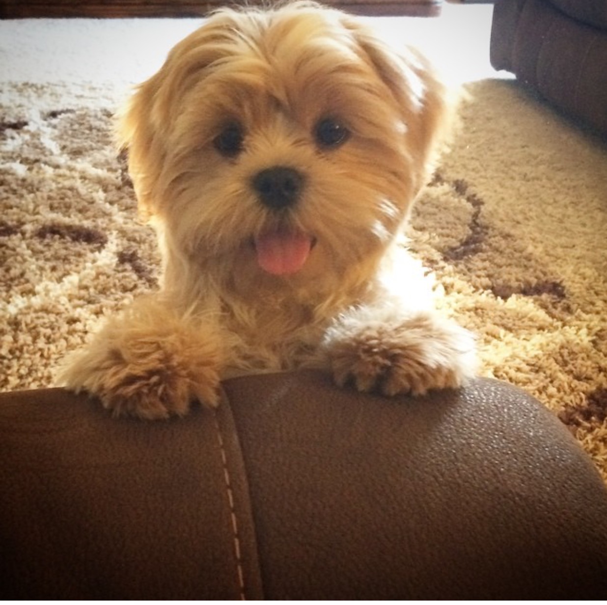 Cutest Pet Contest Photo Gallery