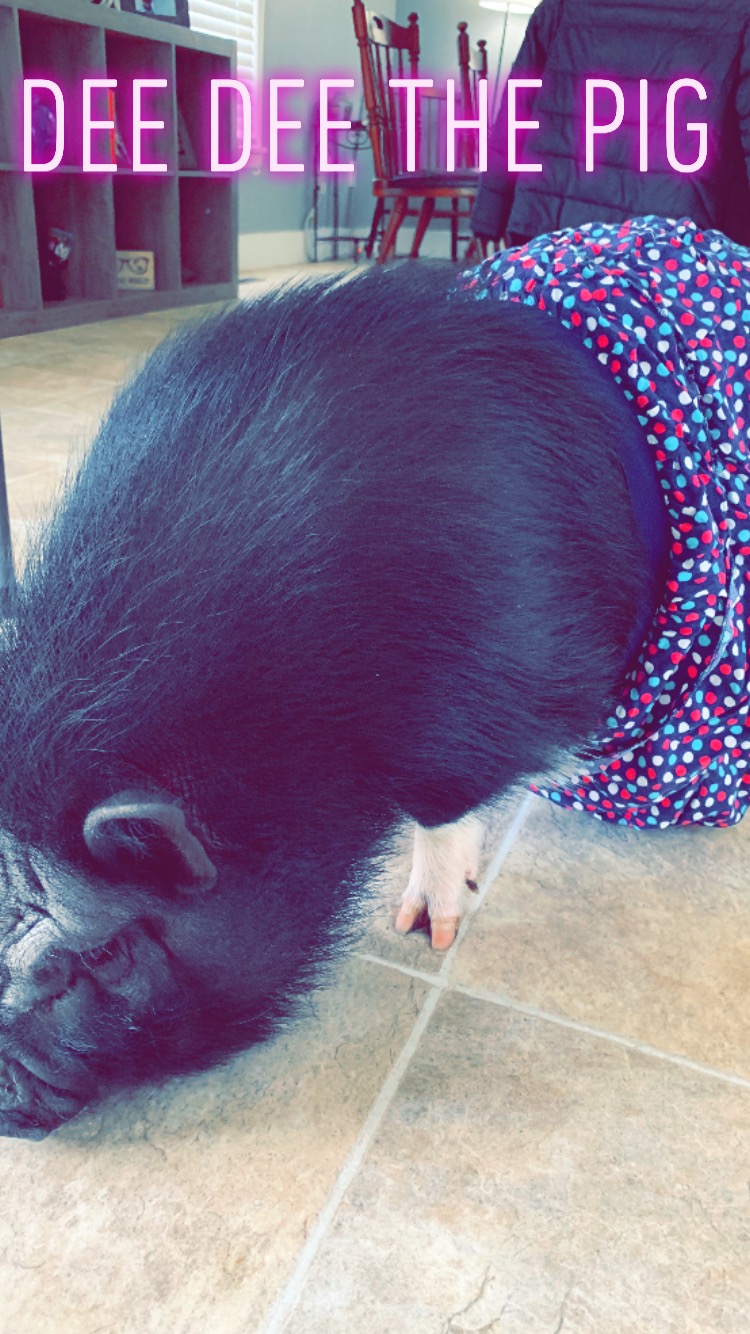 Cutest Pet Contest Photo Gallery