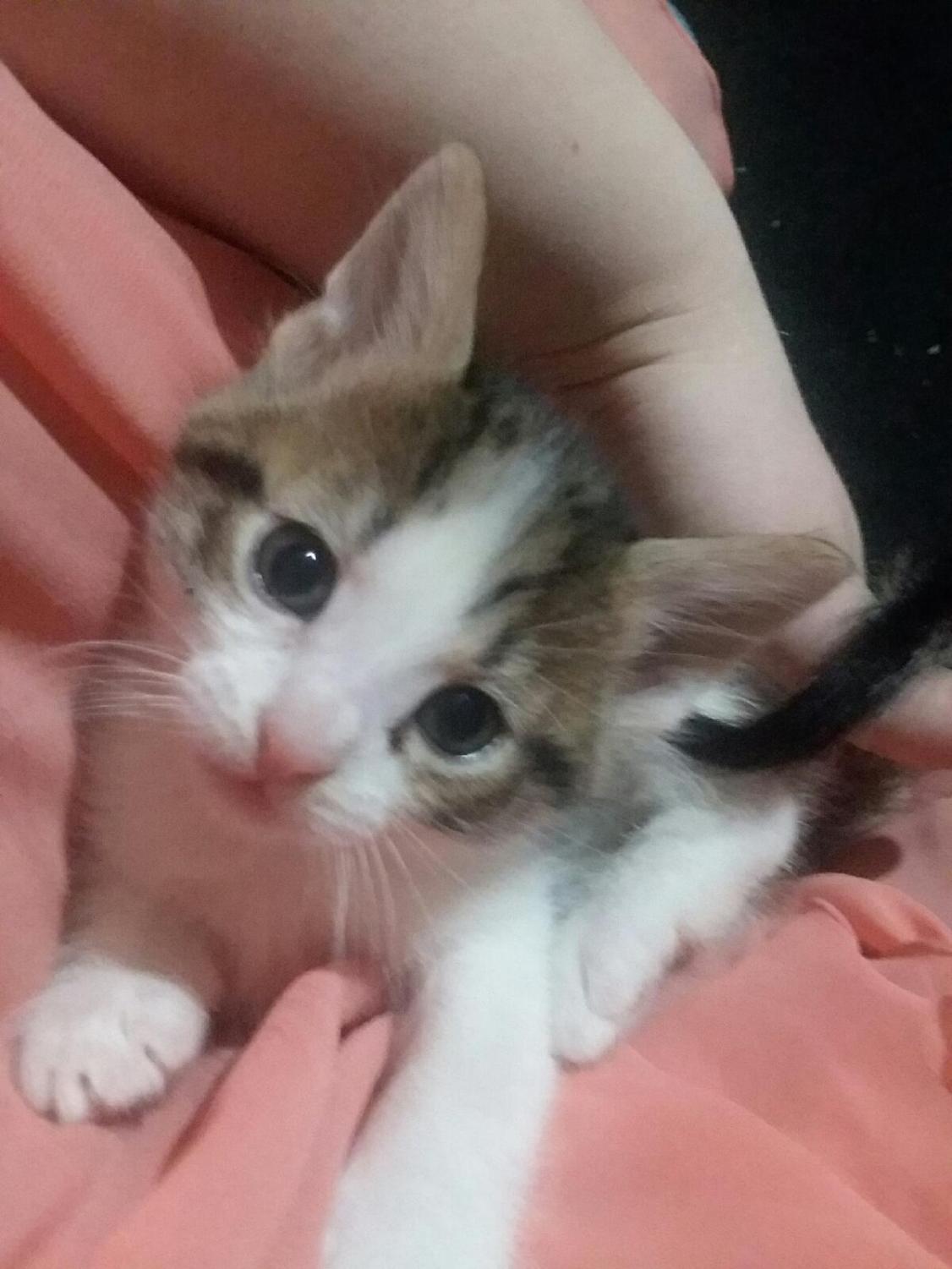 Cutest Pet Contest Photo Gallery