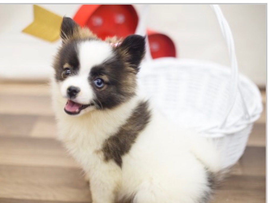 Cutest Pet Contest Photo Gallery